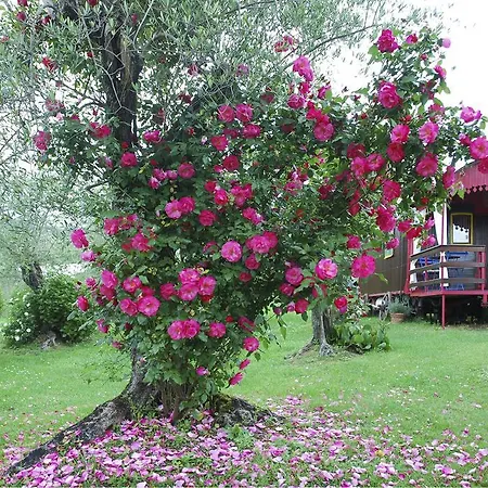 Azienda Agricola Della Mezzaluna *